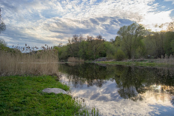 Forest stream and green trees. East Europe. Beautiful spring landscape.