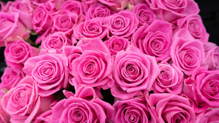PInk roses macro close up