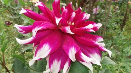 purple flower in the garden