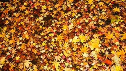 Maple leaves and mosses