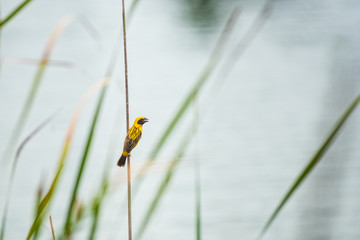 Asian Golden Weaver bird