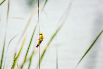 Asian Golden Weaver bird