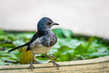 Oriental magpie robin bird