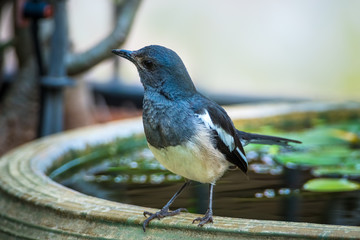 Oriental magpie robin bird