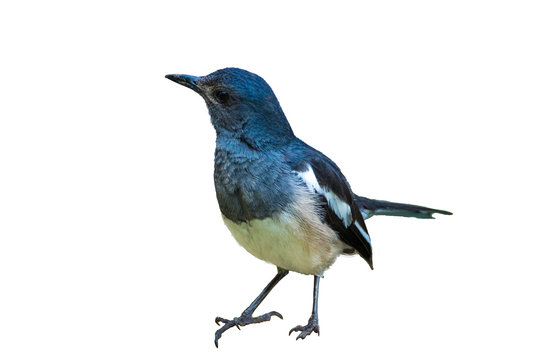 Oriental Magpie Robin Bird