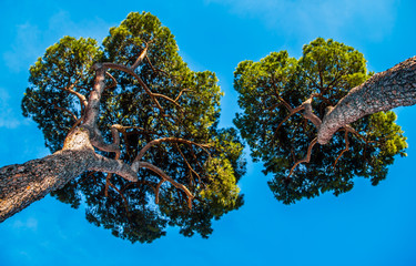 Stone pines in Rome with blue sky