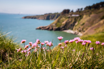 Irish coast with flowers © Fricci