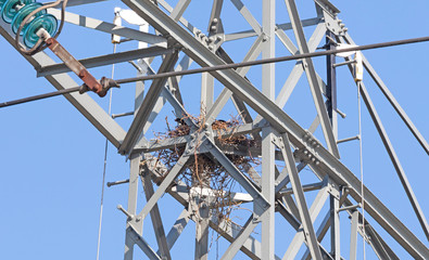 Crows nest in high-voltage electricity pylon against blue sky