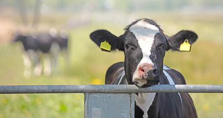 Closeup shot of a cow s head over a fence