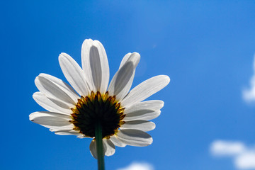 daisy on blue sky background