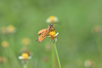 Orange winged butterfly Sucking water from yellow pollen