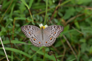 Butterfly wing gray, orange polka dots mixed with black