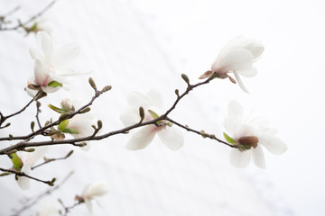 White magnolia flowers on a branch on a background of bright cold spring sky.