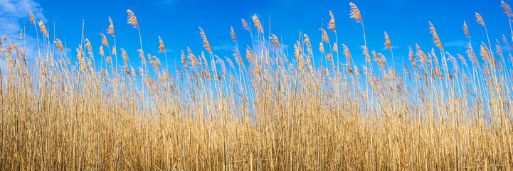Obraz premium Dry yellow long grass against blue sky as a background