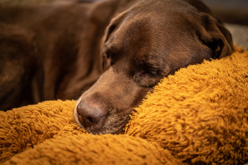 chocolate labrador sleeping on a stuffed teddy