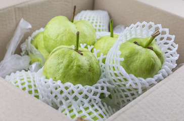 Green Guava fruit focus object
