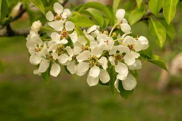 Cyetenie pears in spring garden in rural terrain