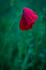 Obraz premium Detail of isolated red poppy (common poppy) flower. Papaver rhoeas.