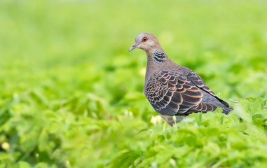Oriental turtle dove sits among the leaves