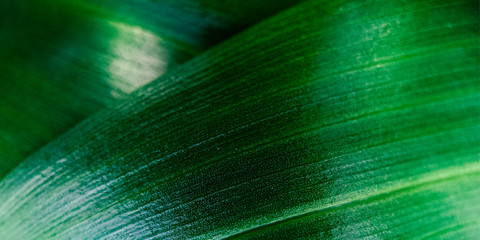 Macro green leaf with drop of dew. Nature minimalistic banner background with copyspace. Stock...