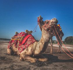 camel on the beach