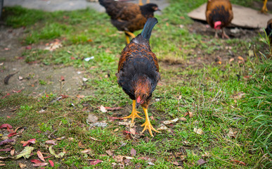 Domestic village hens walk in a clearing, free range
