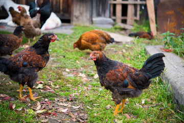 Domestic village hens walk in a clearing, free range