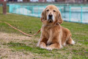 伏せしてるゴールデンレトリーバー