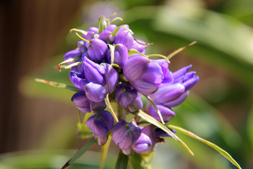 fleur du bord des chemins