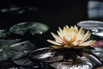 Beautiful Thai Lotus in dark blue water surface