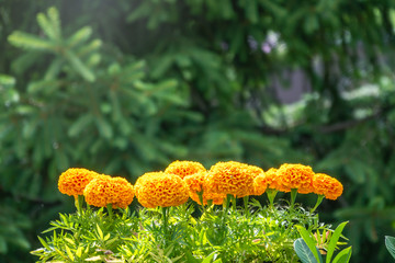 Row of Yellow Blooming marigolds. Flowerbed yellow-orange colors Tagetes or marigolds.