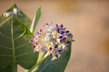 wild flowers Morning field background with wild flowers