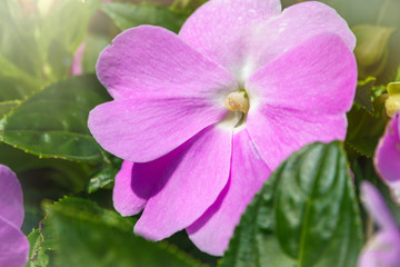 Fototapeta premium Rose periwinkle, Catharanthus roseus, commonly known as bright eyes, Cape periwinkle, graveyard plant, Madagascar periwinkle, old maid, pink periwinkle, rose periwinkle