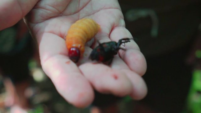 Natural wild coconut beetle and worm harvested by locals to eat in wildlife forest