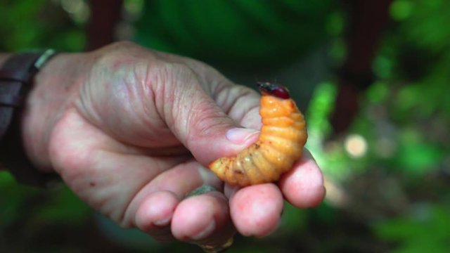 A wildlife coconut beetle worm filled with protein for locals to eat, found inside of tree and forest