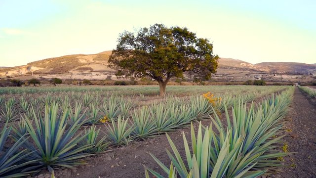 A tree in agave&acute;s land