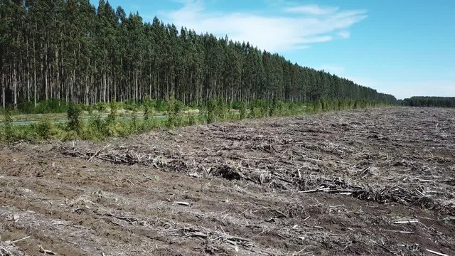 Drone Aerial View of Artificial Forest and Deforested Ground in Countryside of Chile, Forestry in Economic Purpose