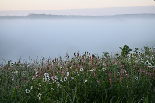 Blumenwiese &uuml;ber einem nebelgef&uuml;llten Tal bei Berglen