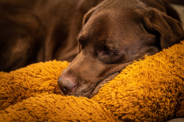 chocolate labrador sleeping on a stuffed teddy