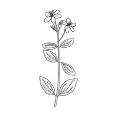 vector drawing St. John's wort