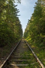 Obraz premium Railway passing between trees in forest.