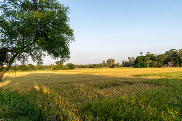 The most beautiful picture of a paddy field of rural India in a summer