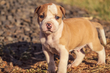 portrait of a dog