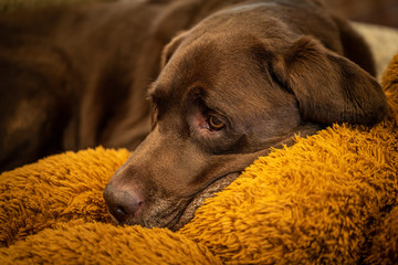 chocolate labrador sleeping on a stuffed teddy