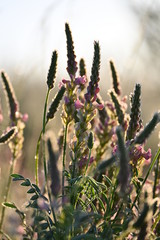 Früh am frostigen eisheiligen Morgen