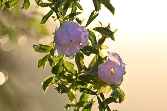 Zwei rosa Rosenbl&uuml;ten im warmen Morgenlicht
