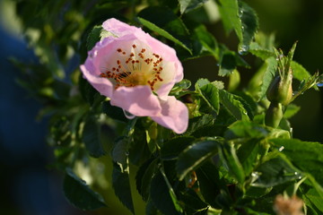 Früh am frostigen eisheiligen Morgen