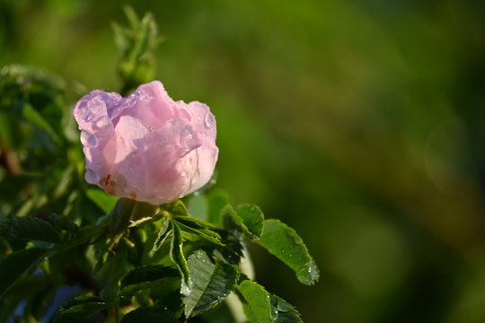 Zartrosa Rosenbl&uuml;te vor unscharfem gr&uuml;nem Hintergrund