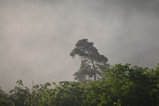Baumkrone im dichten Morgennebel bei Berglen