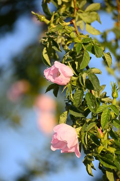 Rosa Rosenbl&uuml;ten und gr&uuml;ne Bl&auml;tter im Sonnenlicht